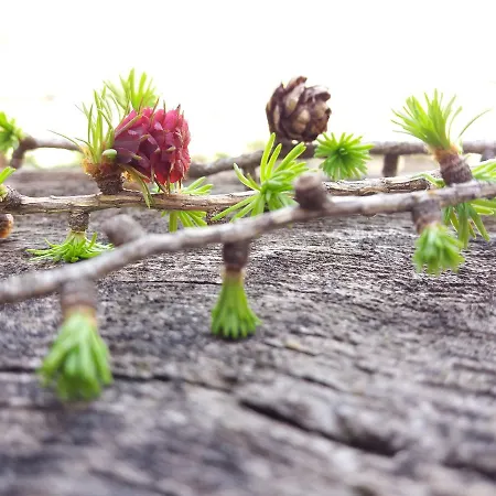 Pensión Gaesteheim Poetscher